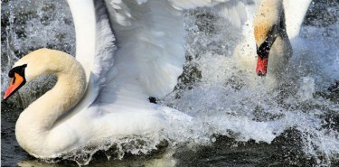 Tierrettung Ager
