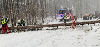 Baum auf Fahrbahn