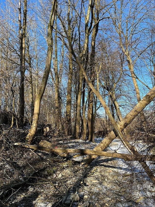 Personenrettung nach Forstunfall