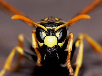 Einfangen eines Bienenschwarm