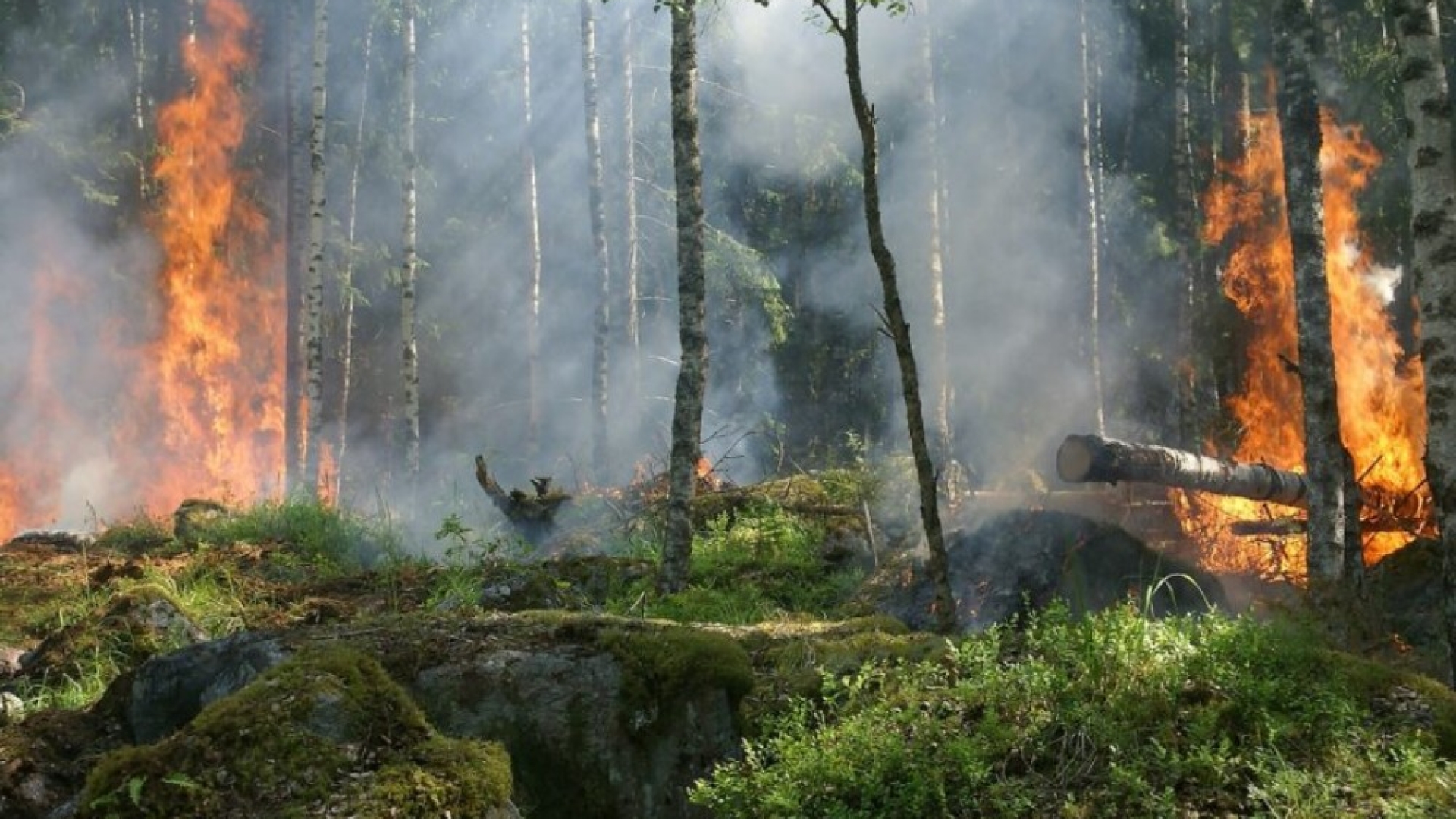 Waldbrandschutz-Verordnung 2025