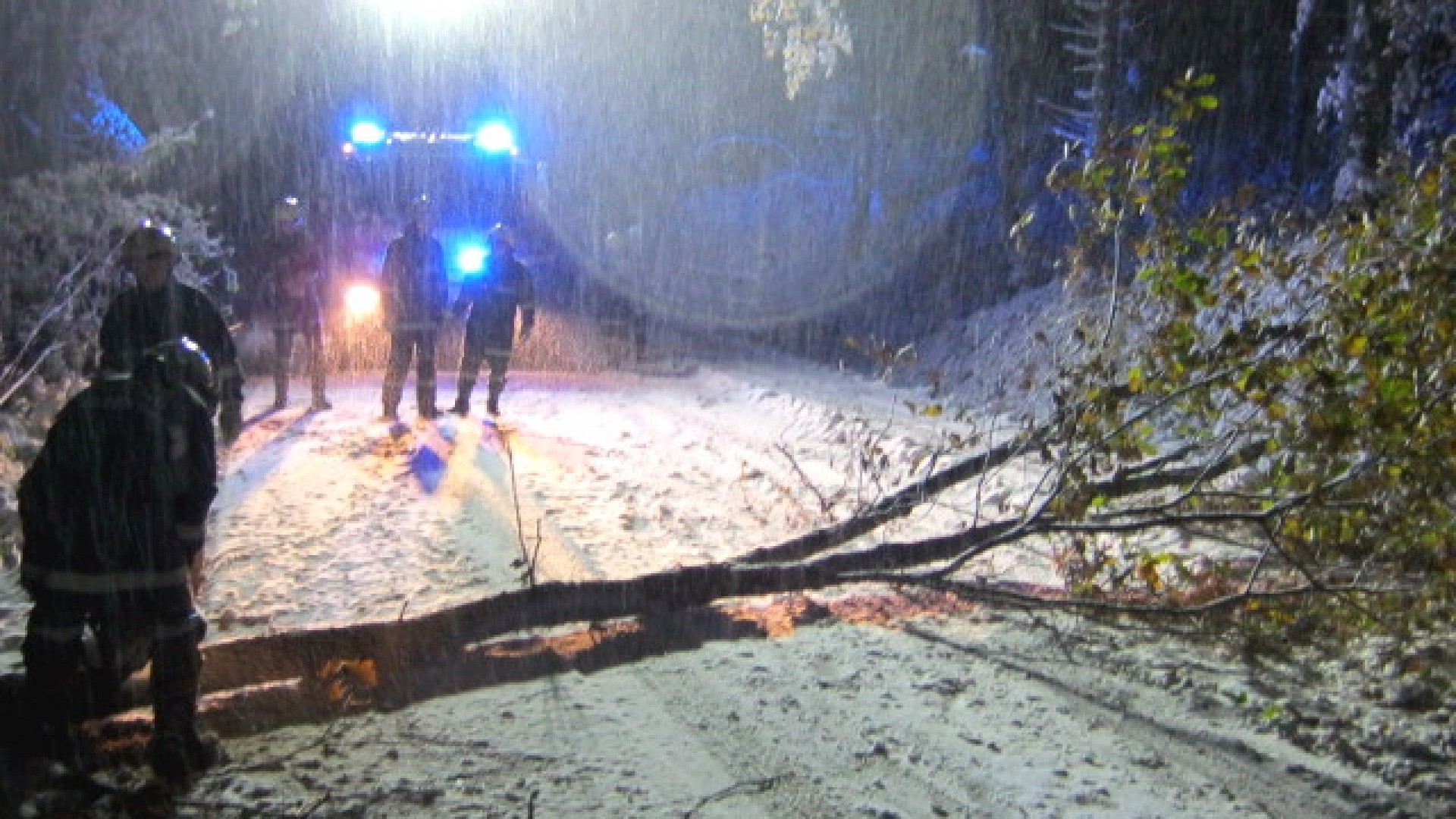 Baum wegen Schneedruck umgestürzt
