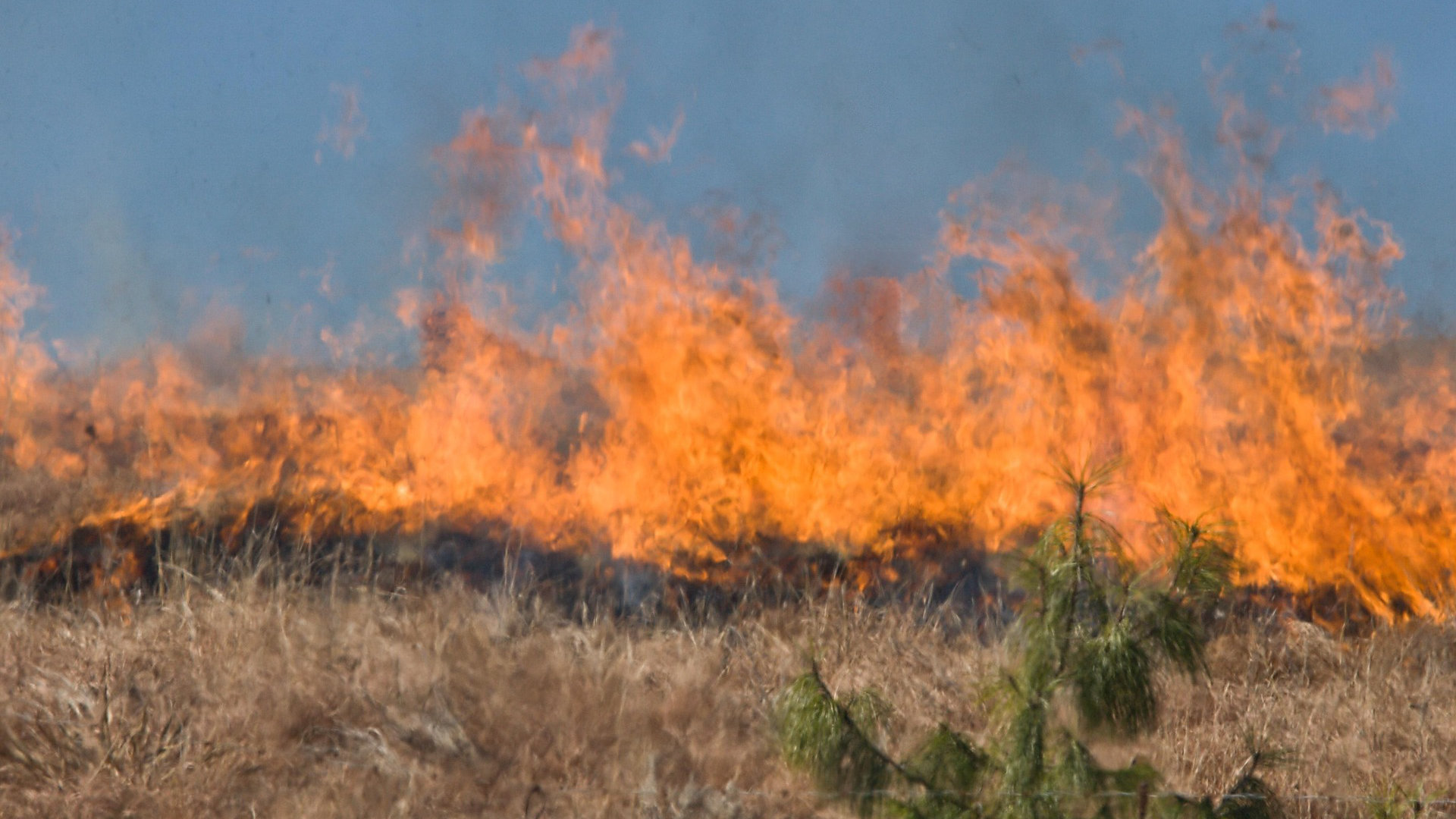 Symbolfoto Wiesenbrand