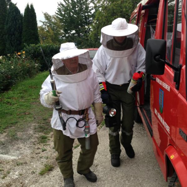 Unsere Aufgabe: Wespen bekämpfen